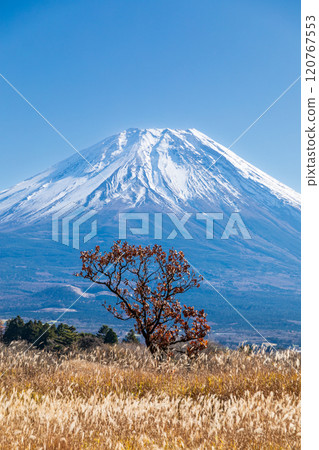 「靜岡縣」秋天的朝霧高原和芒芒蔓延的富士山 120767553