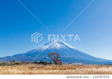 "Shizuoka Prefecture" Autumn morning mist plateau with awns spreading and Mt. Fuji "Shizuoka Prefecture" Autumn morning mist plateau with awns spreading and Mt. Fuji 120767554