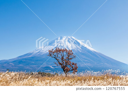 "Shizuoka Prefecture" Autumn morning mist plateau with awns spreading and Mt. Fuji 120767555
