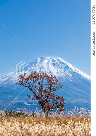 「靜岡縣」秋天的朝霧高原和芒芒蔓延的富士山 120767556