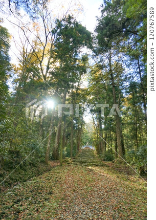 陽光穿過秋天的森林和神社的參道 120767589