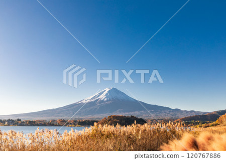 「山梨郡」河口湖大石公園/富士山穆倫伯格亞 120767886