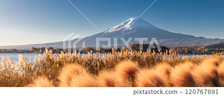 「山梨郡」河口湖大石公園/富士山穆倫伯格亞 120767891