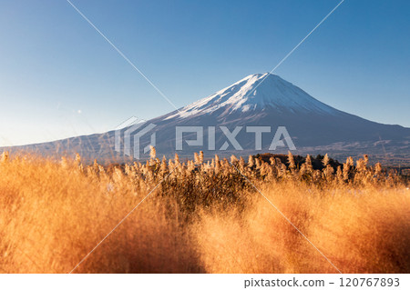 "Yamanashi Prefecture" Lake Kawaguchi Oishi Park, Mt. Fuji over Muhlenbergia 120767893