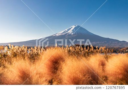 "Yamanashi Prefecture" Lake Kawaguchi Oishi Park, Mt. Fuji over Muhlenbergia 120767895