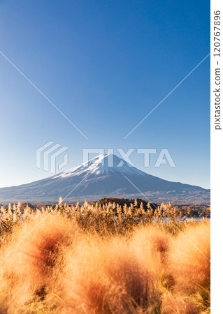 "Yamanashi Prefecture" Lake Kawaguchi Oishi Park, Mt. Fuji over Muhlenbergia 120767896