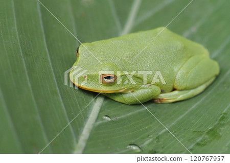 Schlegel frog Schlegel frog 120767957