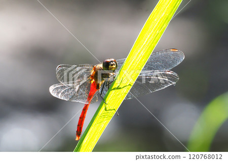 Mayutateakane（男） 120768012