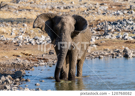 African Elephant in Etosha 120768082