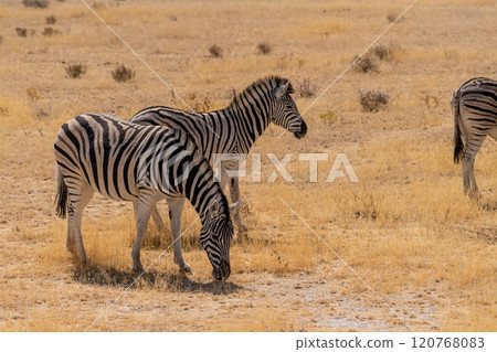 Zebra in Etosha Zebra in Etosha 120768083