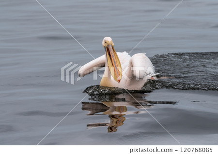 Pelican in Walvis Bay 120768085