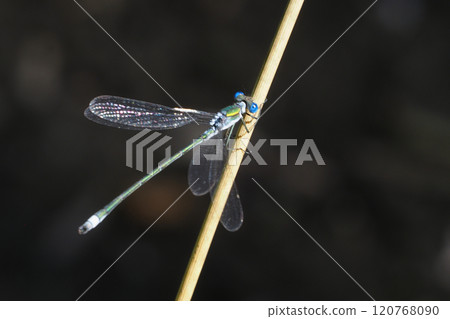 Aoito Tombo（男） 120768090