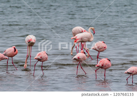 Flamingos near Walvis Bay Flamingos near Walvis Bay 120768133