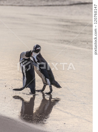 African Penguins at Boulders Beach African Penguins at Boulders Beach 120768147