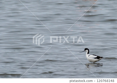 pied avocet near Walvis Bay pied avocet near Walvis Bay 120768148