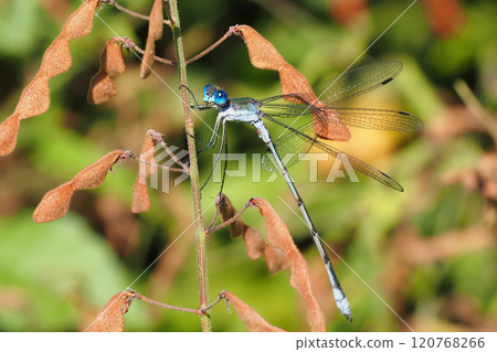 A male blue dragonfly caught on the fruit of a bush clover 120768266