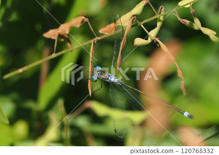 A male blue dragonfly caught on the fruit of a bush clover 120768332