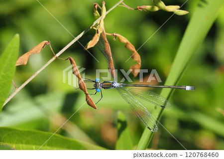 A male blue dragonfly caught on the fruit of a bush clover A male blue dragonfly caught on the fruit of a bush clover 120768460