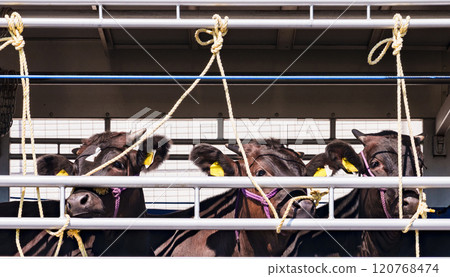 乳牛被運走【牲畜運輸車和牲畜牛的圖片】 120768474