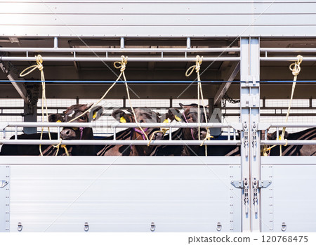 乳牛被運走【牲畜運輸車和牲畜牛的圖片】 120768475