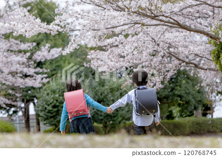 Back view of elementary school students walking through a park with cherry blossoms in bloom 120768745