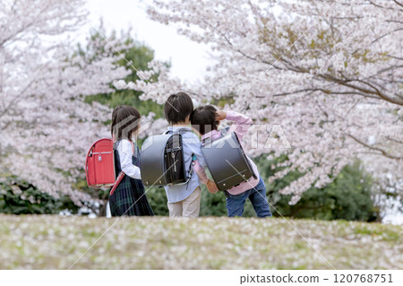 Back view of elementary school students walking through a park with cherry blossoms in bloom 120768751