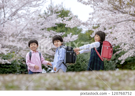 小學生在櫻花盛開的公園裡玩耍 120768752