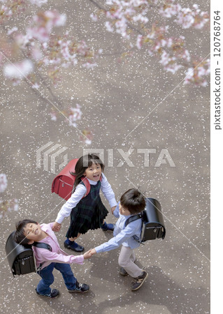 Elementary school students playing in a park with cherry blossoms in bloom 120768764