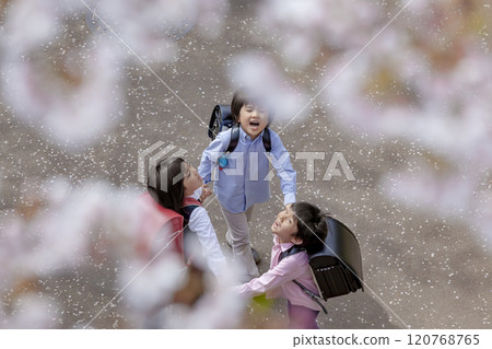 Elementary school students playing in a park with cherry blossoms in bloom 120768765