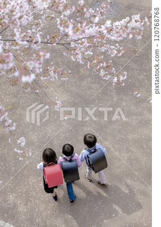 Back view of elementary school students walking through a park with cherry blossoms in bloom 120768768