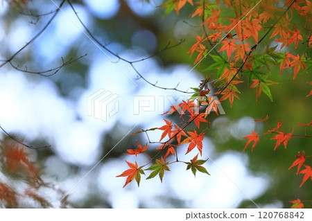 Momiji began to color 120768842