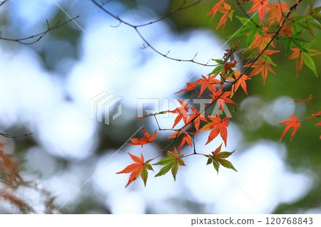 Momiji began to color 120768843
