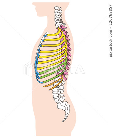 Structure of ribs and thoracic vertebrae Skeleton Side view Medical 120768857