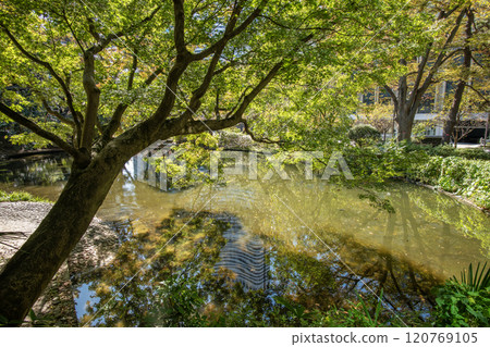 Shimizudani Park, Kioicho, Chiyoda-ku, Tokyo 120769105