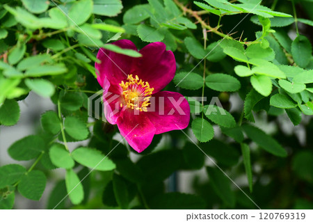 初夏花園裡的羅莎皮條客單櫻桃 初夏花園裡的羅莎皮條客單櫻桃 120769319