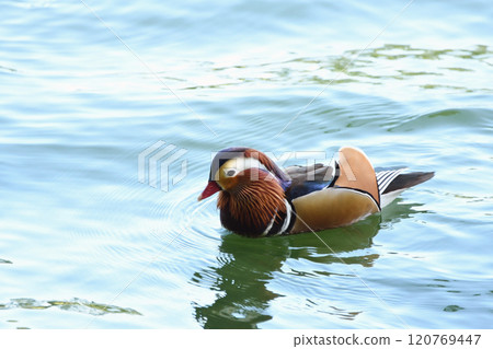 Languid Mandarin Duck 120769447