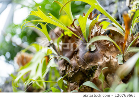 Bigacida leaves 120769665