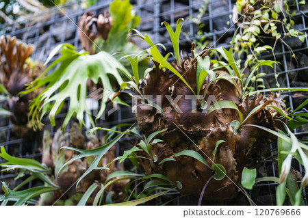 蕨類植物葉子 120769666