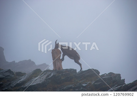 戈爾納格勒戈爾納冰川和野山羊瑞士採爾馬特 120769902