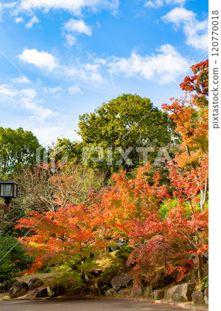 神戶Suma rikyu公園秋葉 神戶Suma rikyu公園秋葉 120770018