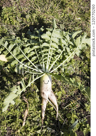 Deformed radish with a face drawn on it 120770260