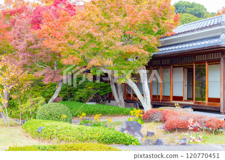 Japanese-style room and autumn leaves at Suma Rikyu Park in Kobe Japanese-style room and autumn leaves at Suma Rikyu Park in Kobe 120770451