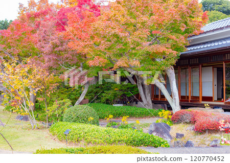 Japanese-style room and autumn leaves at Suma Rikyu Park in Kobe Japanese-style room and autumn leaves at Suma Rikyu Park in Kobe 120770452