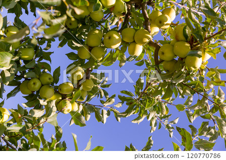 Ripe golden apples in a farm orchard 120770786