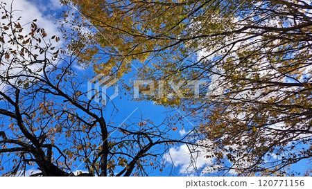 藍天和樹木 120771156
