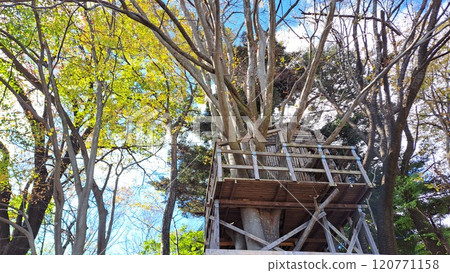 樹屋 樹屋 120771158