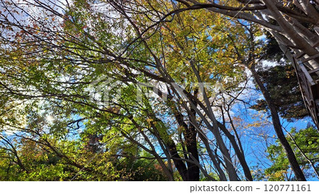 天空和樹木 120771161