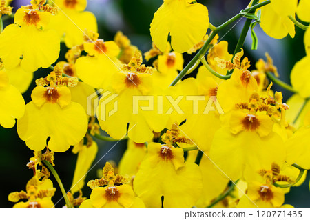Oncidium 02 Oncidium 02 120771435