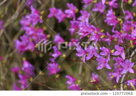 Wild purple azalea blooming in spring forest Wild purple azalea blooming in spring forest 120772068