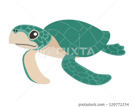 海龜插畫 120772254